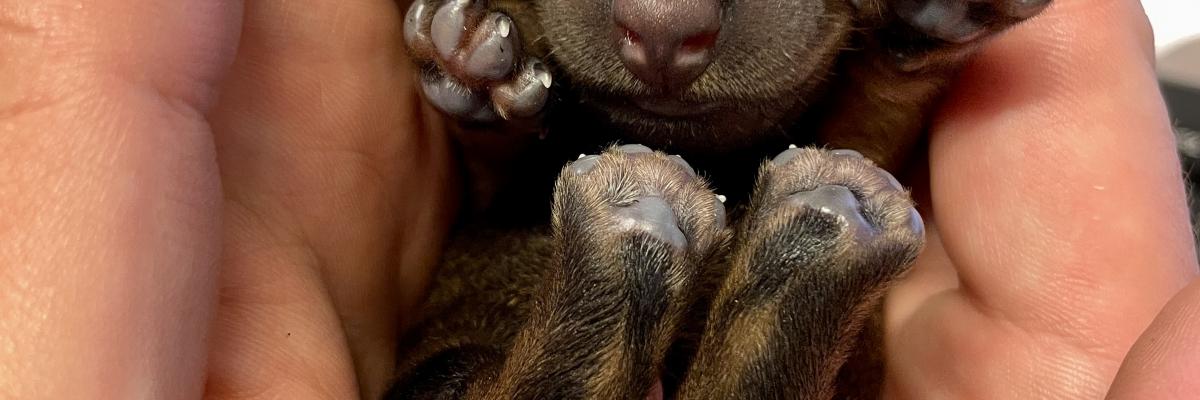 Gynekologie a porodnictví